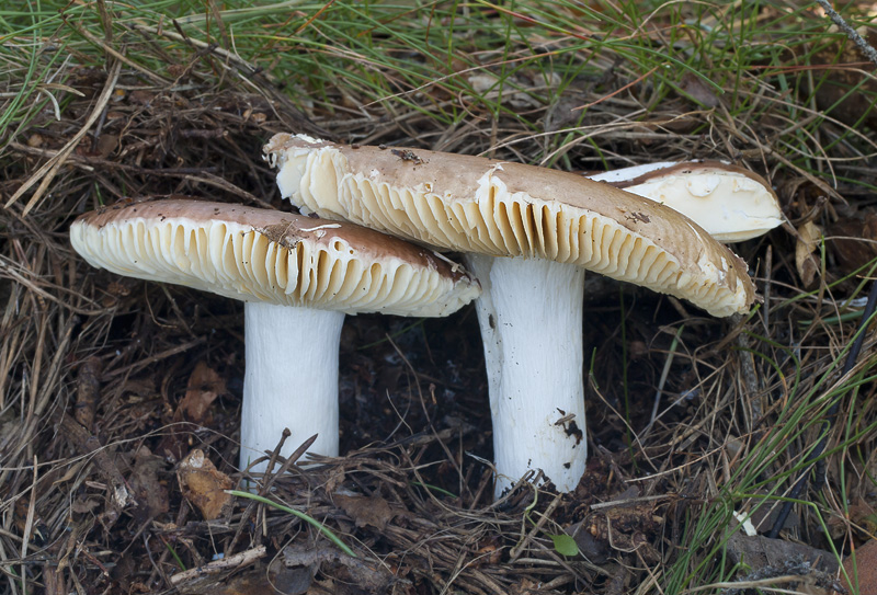 Russula integra